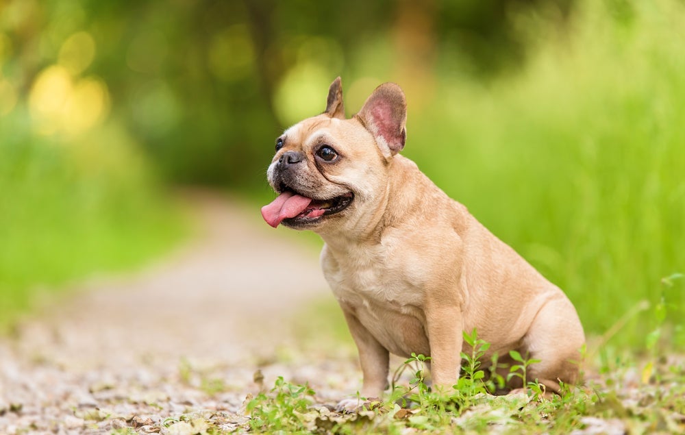 O Bulldog Francês é um cãozinho amigável e brincalhão