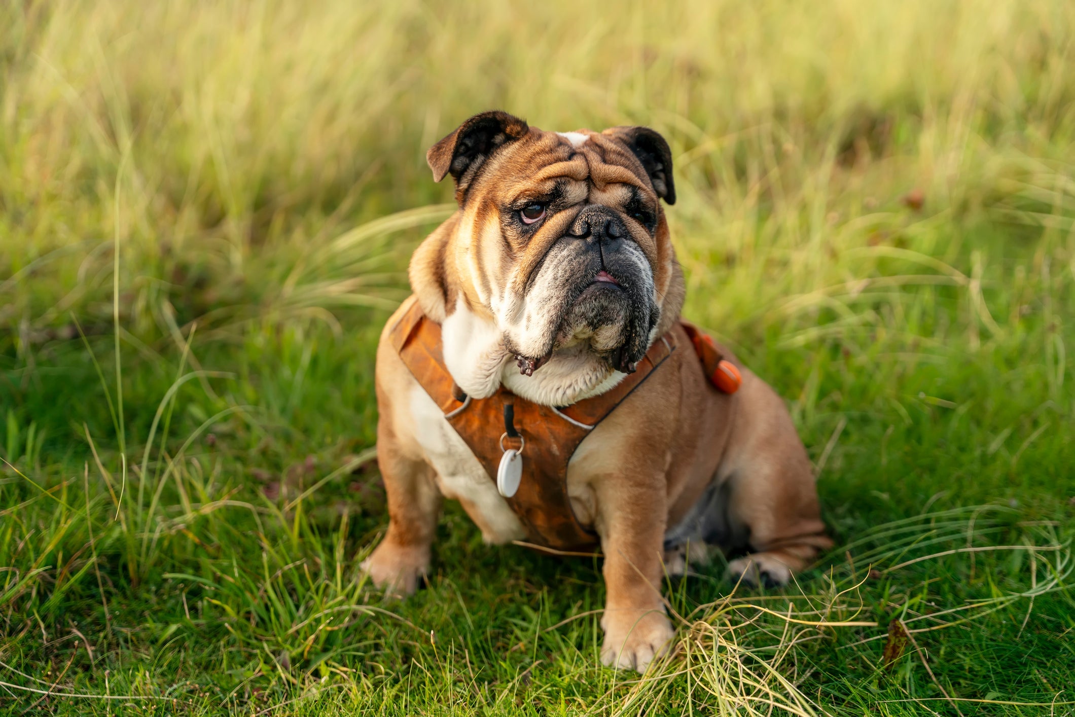 Buldogue Inglês: os treinamentos devem começar ainda na fase de filhote