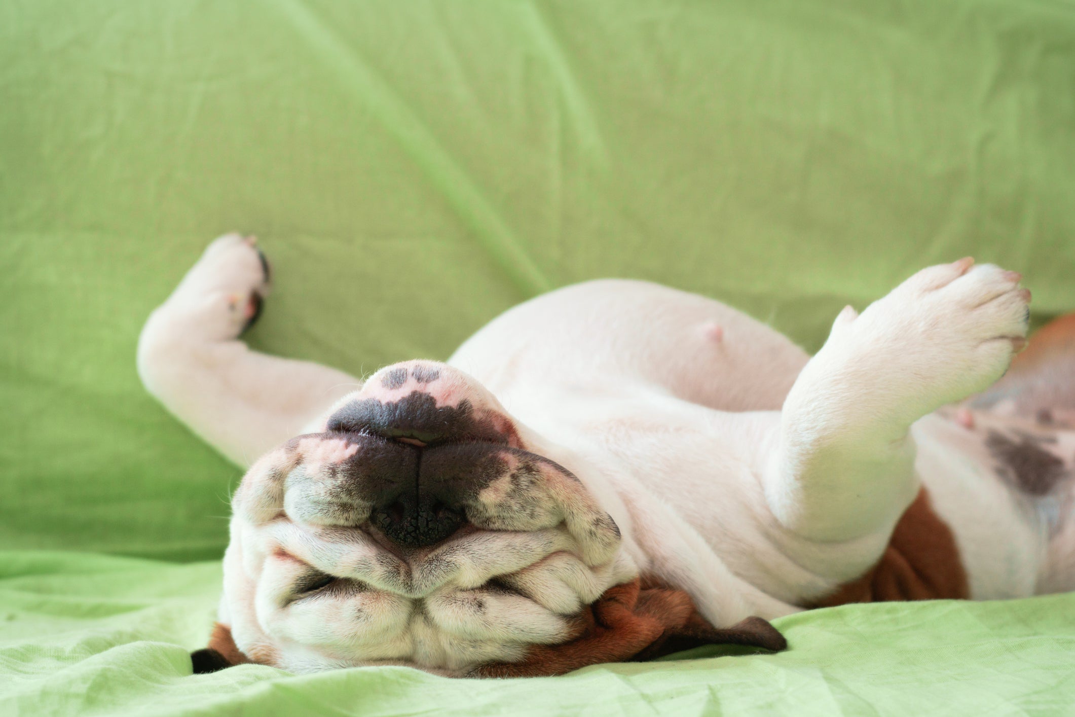 O Bulldog Inglês é uma das raças de cachorro mais preguiçosas