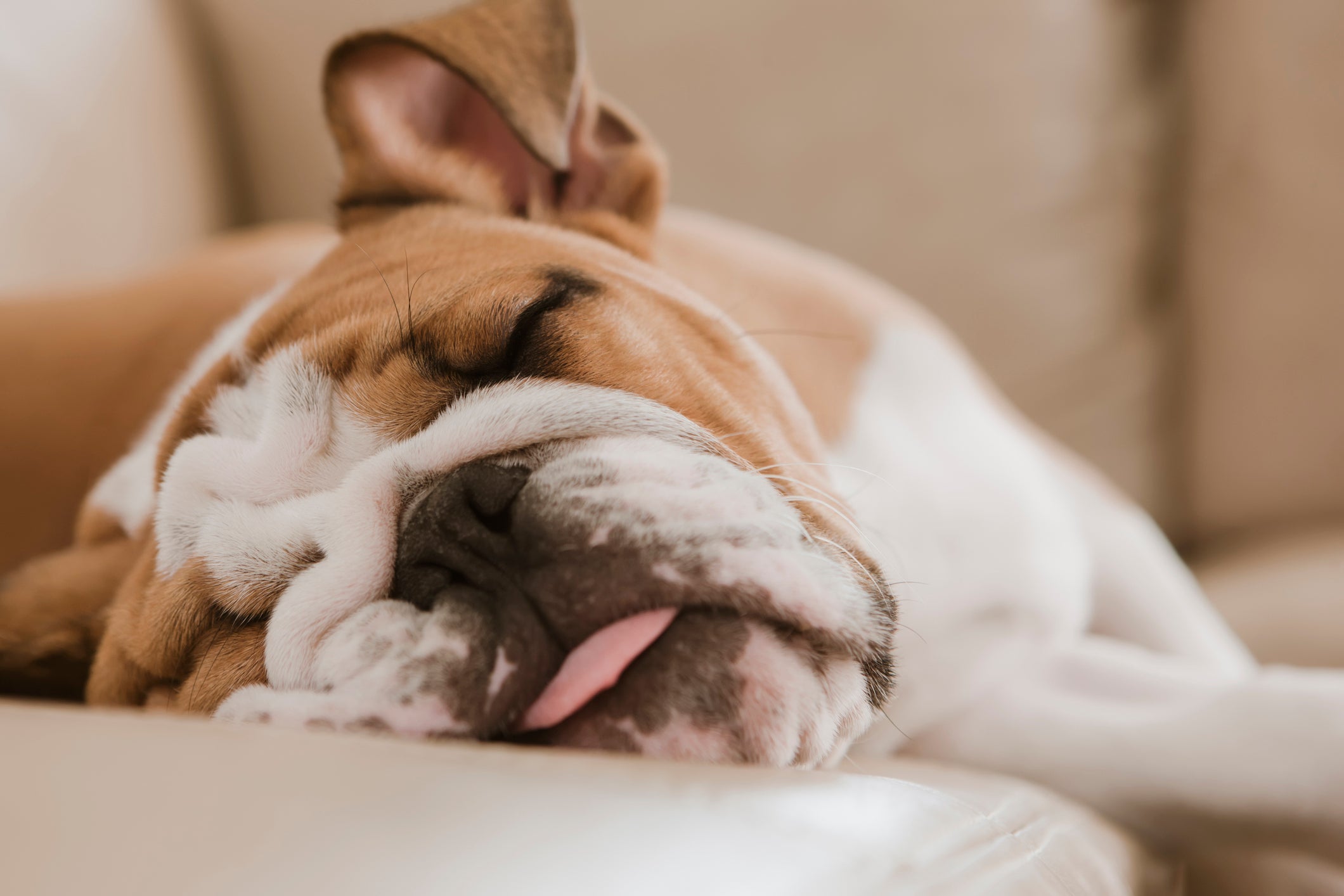 O Bulldog Inglês se supera no quesito dormir