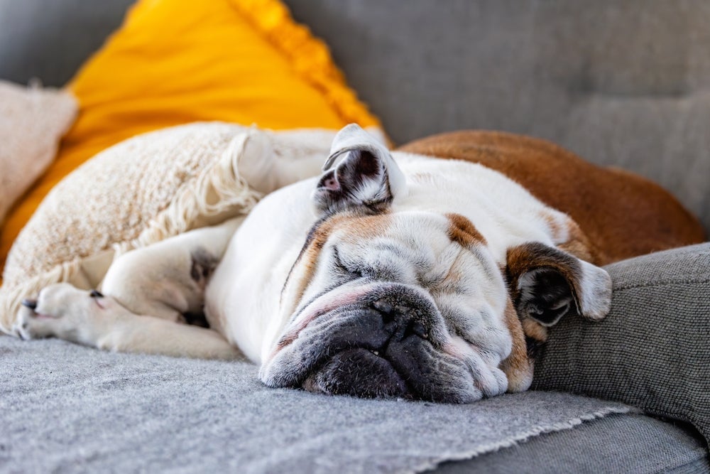 O Bulldog Inglês é teimoso e preguiçoso