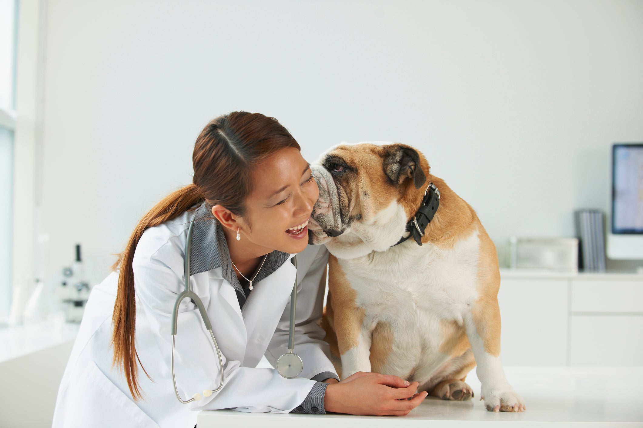 O Bulldog Inglês precisa de cuidados médicos constantes