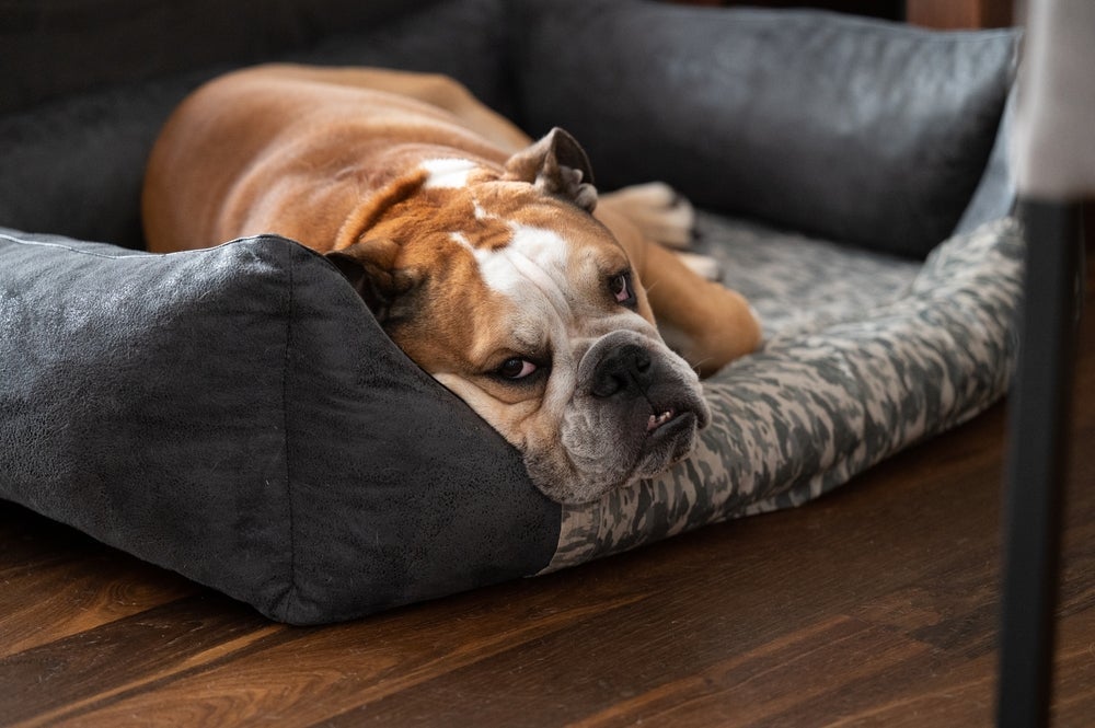 O Bulldog é uma das raças de cachorro que mais valorizam o descanso