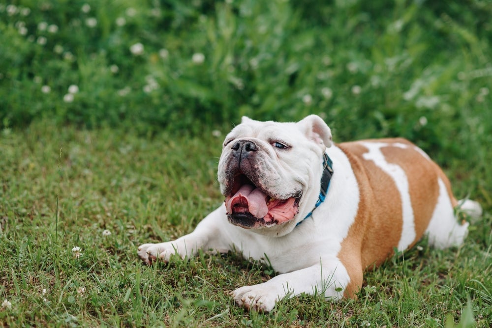 O Bulldog Inglês não gosta de receber ordens