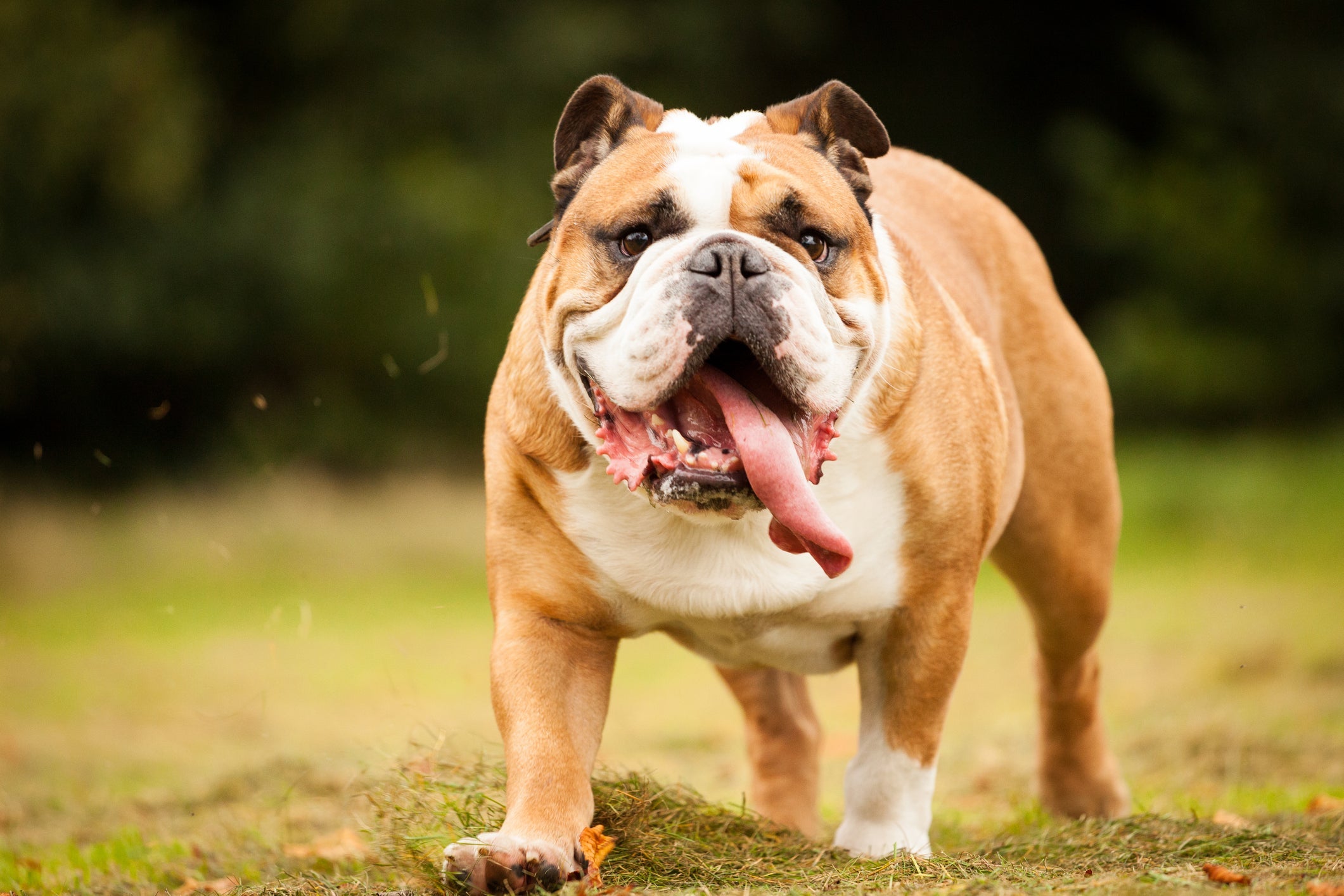 Por ser braquicefálico, o Bulldog Inglês é uma das raças de cachorro com baixa expectativa de vida