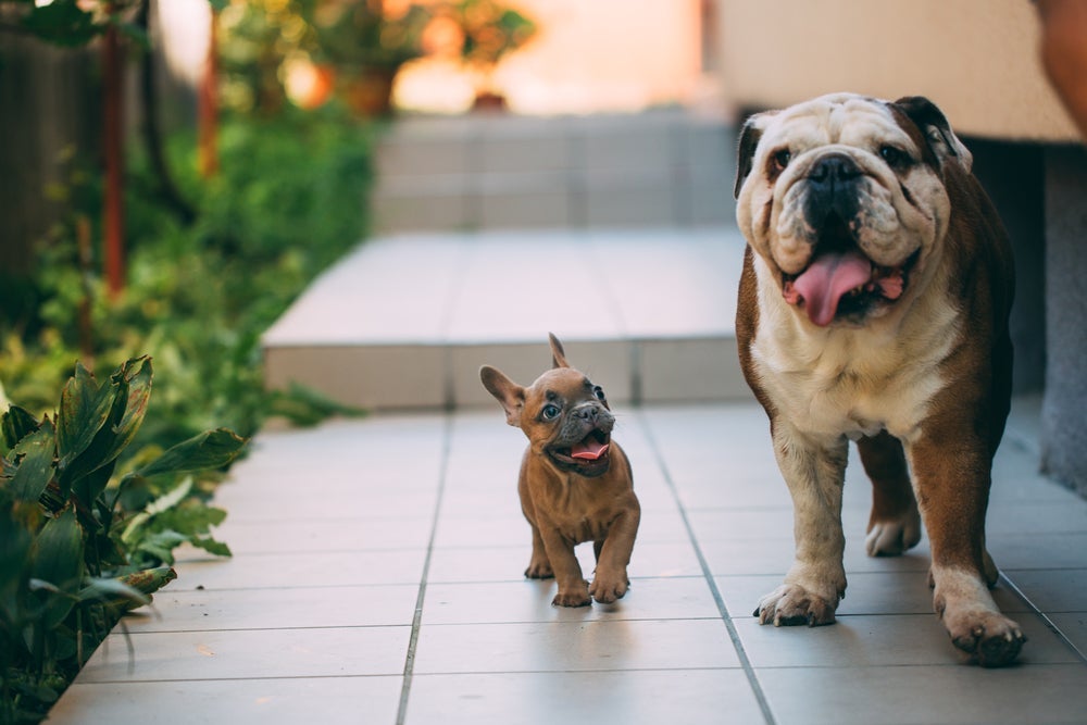 A carinha simpática dos cães de focinho achatado entrega um pouco da personalidade alegre desses pets