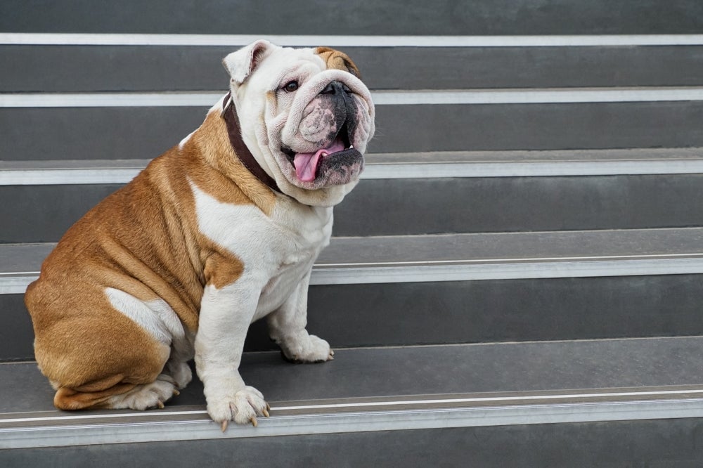 O Bulldog Inglês é um cão tranquilo e afetuoso