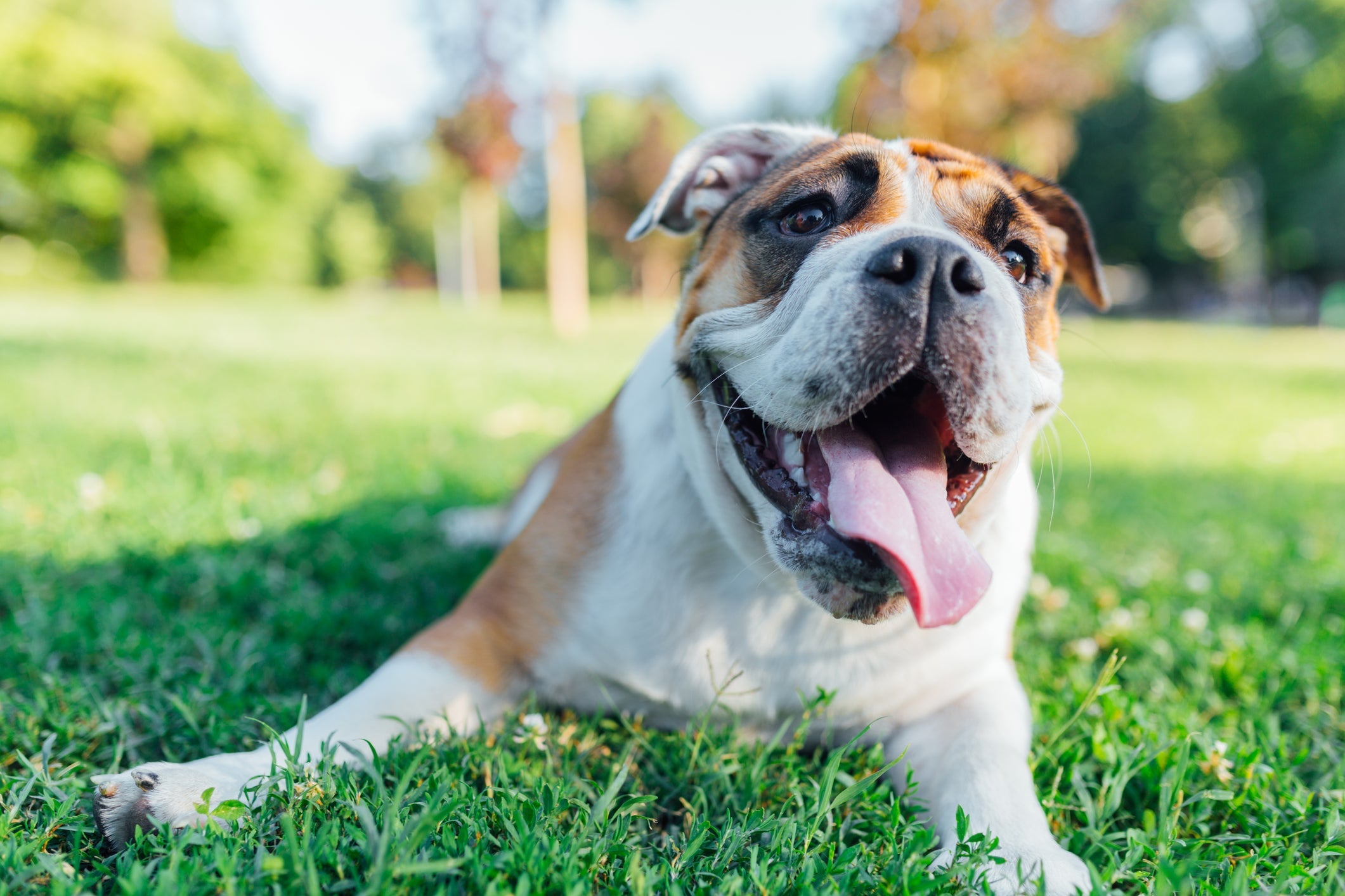 O focinho achatado do Bulldog Inglês atrapalha a respiração do animal