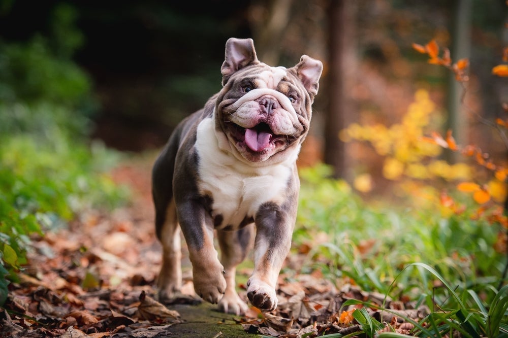 O Bulldog Ingllês está entre as raças de cachorro menos inteligentes por causa da sua teimosia