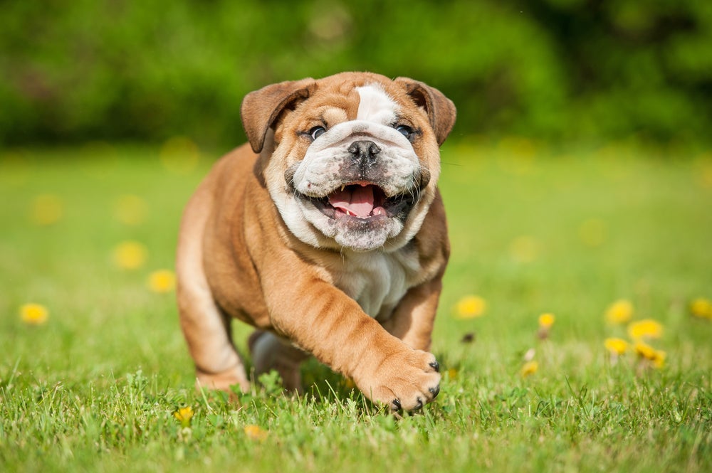 O Bulldog Inglês é um ótimo companheiro para receber as visitas