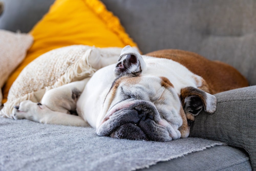 Cachorro Bulldog Inglês costuma apresentar olhos de cereja e alto risco de obesidade