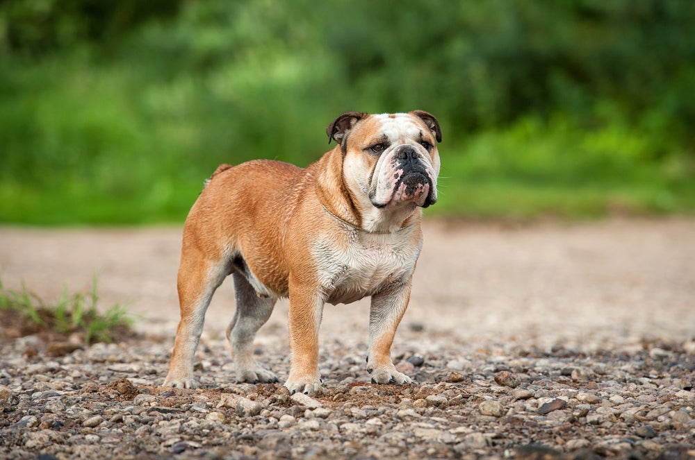Bulldog inglês: as aparências enganam e esse cachorrinho é puro amor
