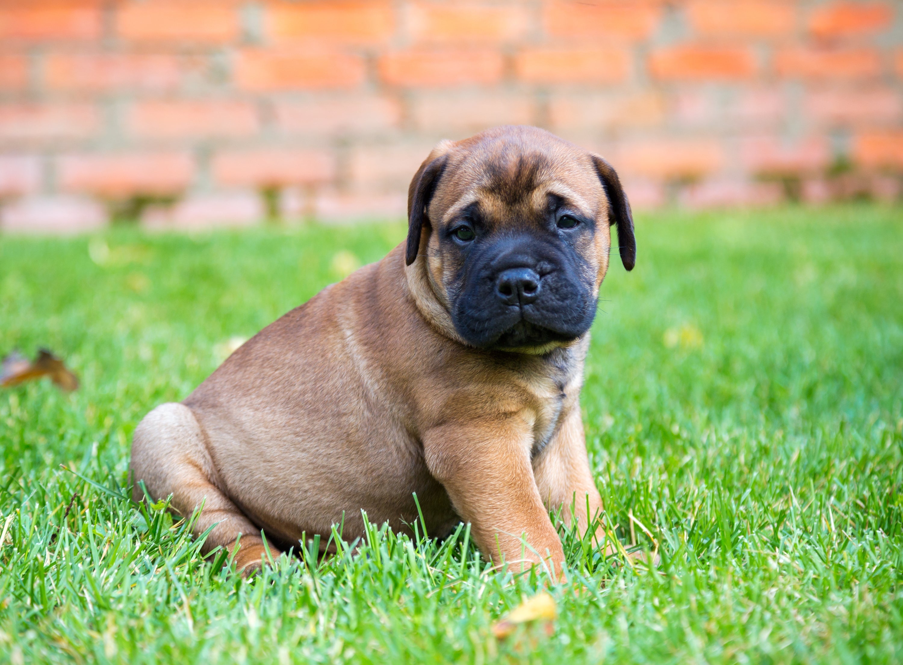 Bullmastiff filhote: preço da raça pode chegar a R$ 4.500