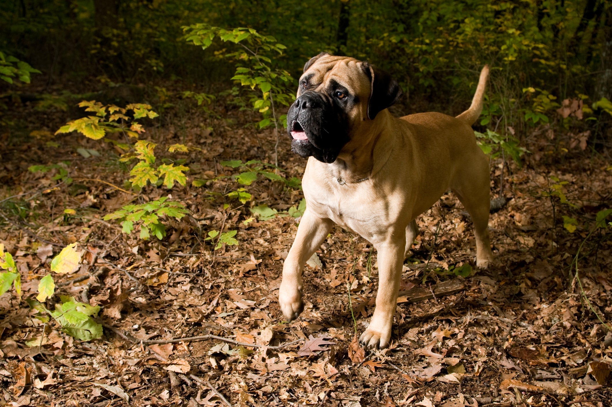Raça Bullmastiff: as atividades fí­sicas são muito importantes para que o animal tenha mais qualidade de vida