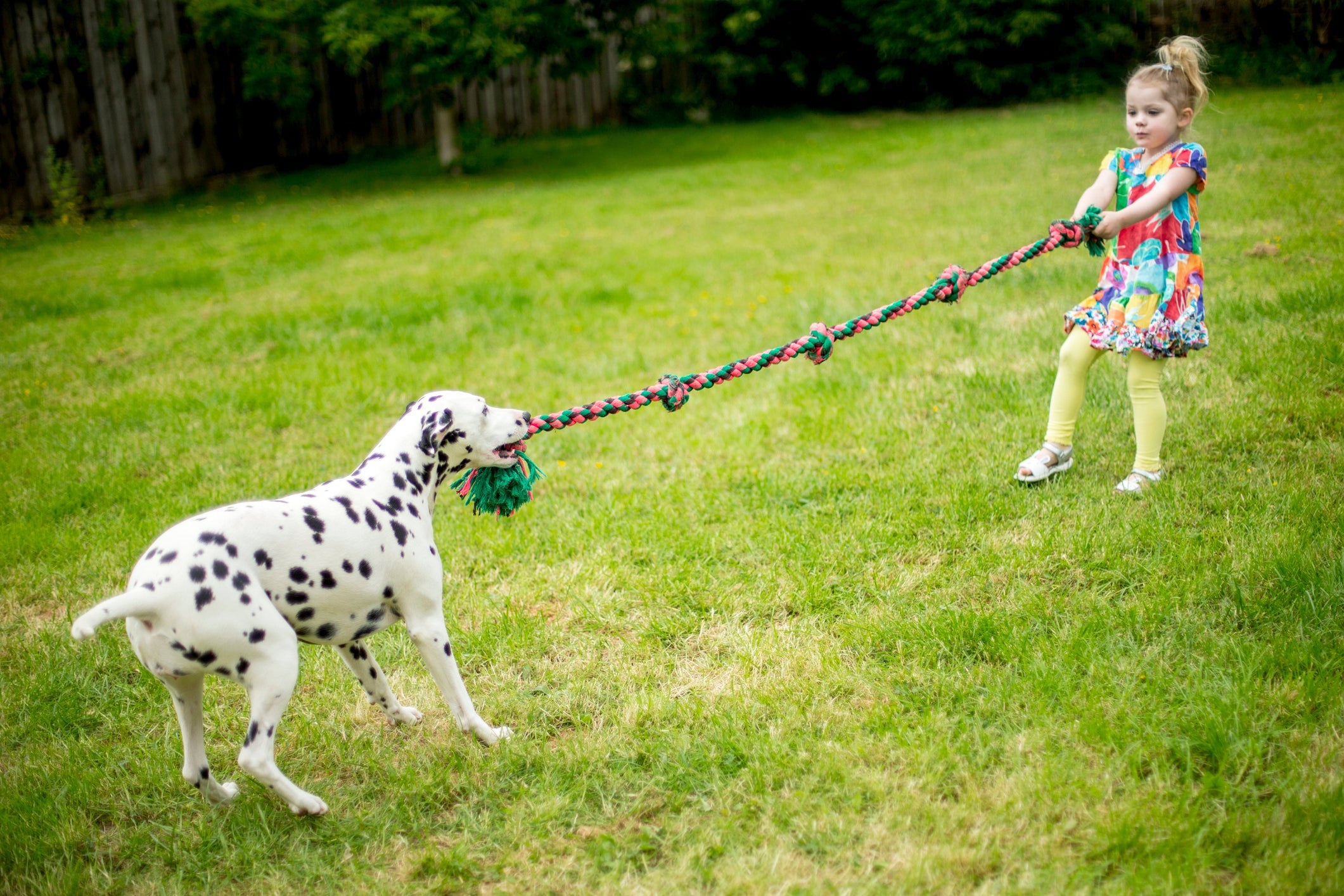 O cabo de guerra para cachorro é usado como uma técnica de adestramento com os cães da polí­cia e exército