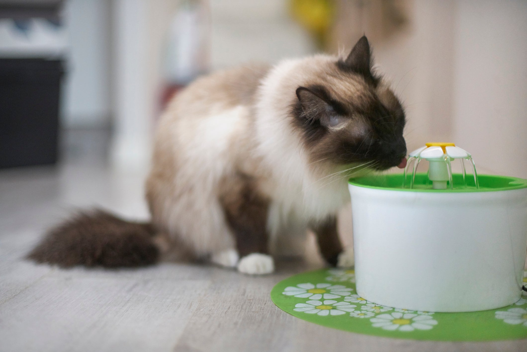 A fonte de água estimula a hidratação e refresca o gato com calor 