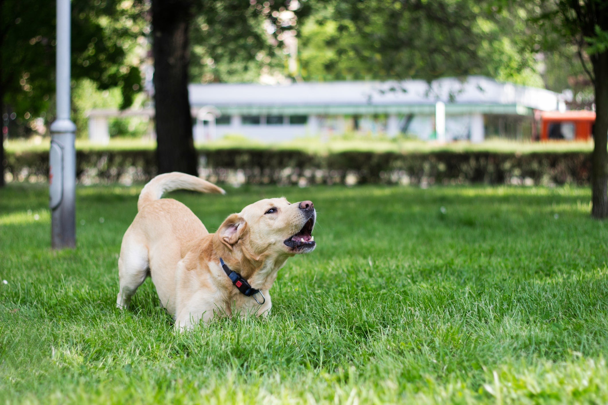 O Labrador pode ter ciúme do tutor