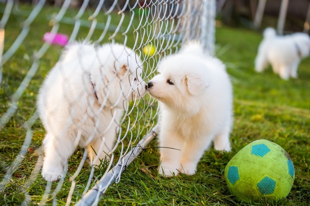 É fundamental procurar saber como o cachorro de raça é tratado no canil