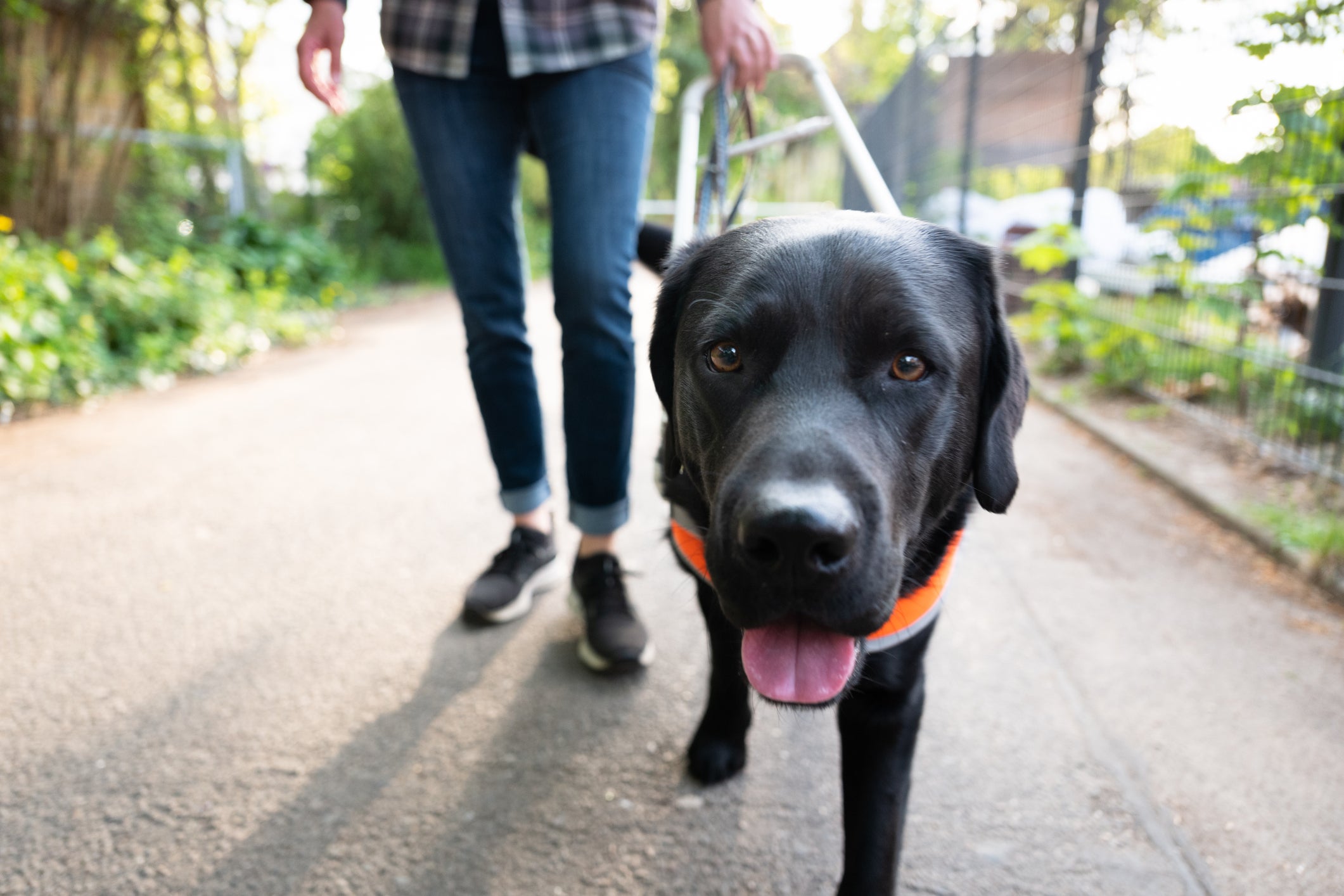 O cão-guia é fundamental para a autonomia de pessoas com deficiência visual 