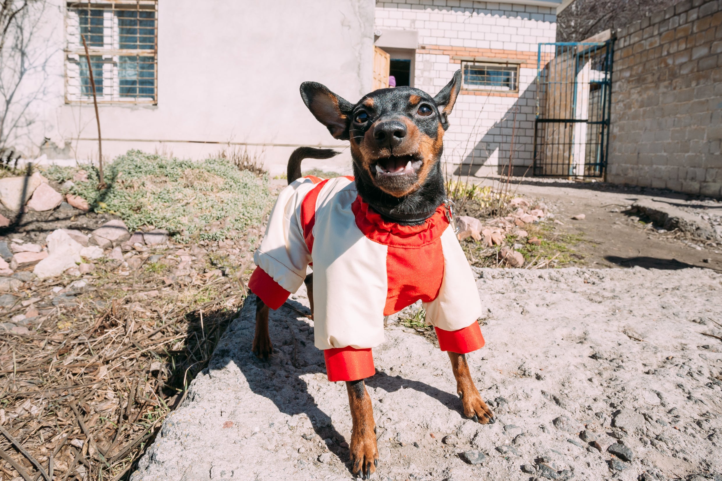 O Pinscher tem um latido de cachorro bravo 