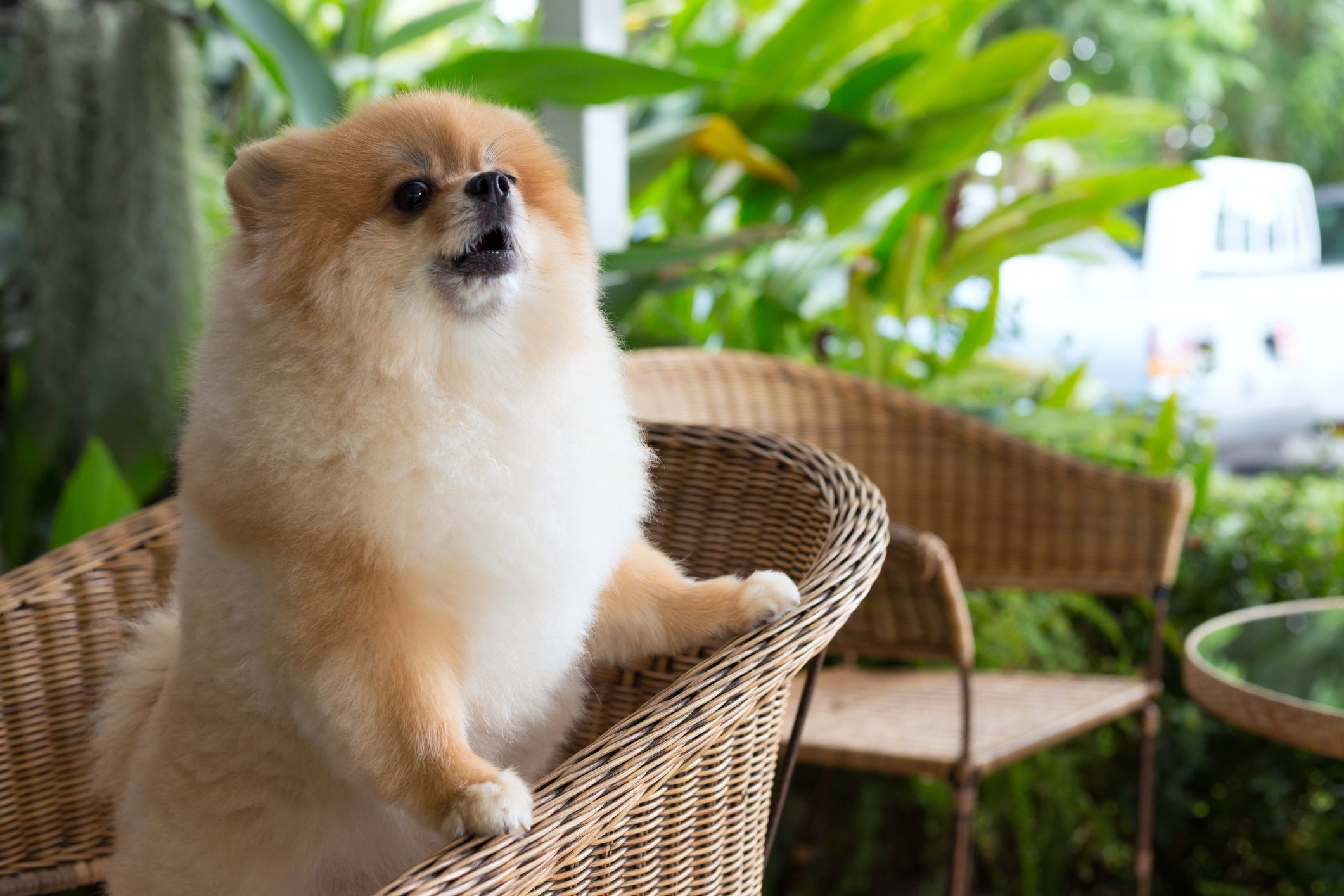 Cachorro latindo: Lulu da Pomerânia é valente