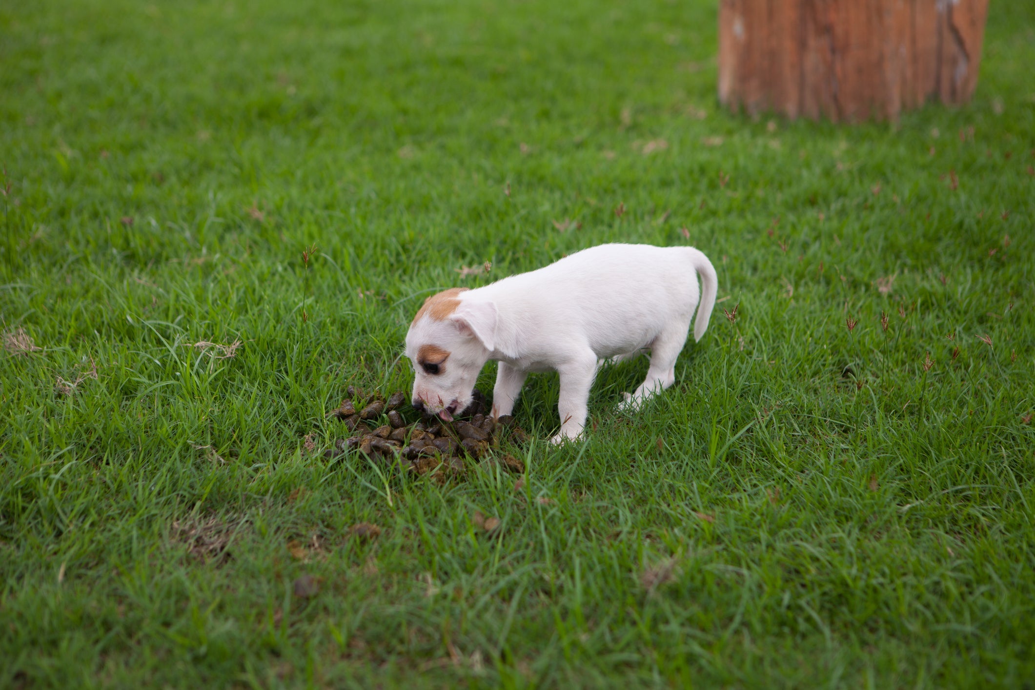 A contaminação da parvovirose canina acontece pela ingestão de fezes com o vírus