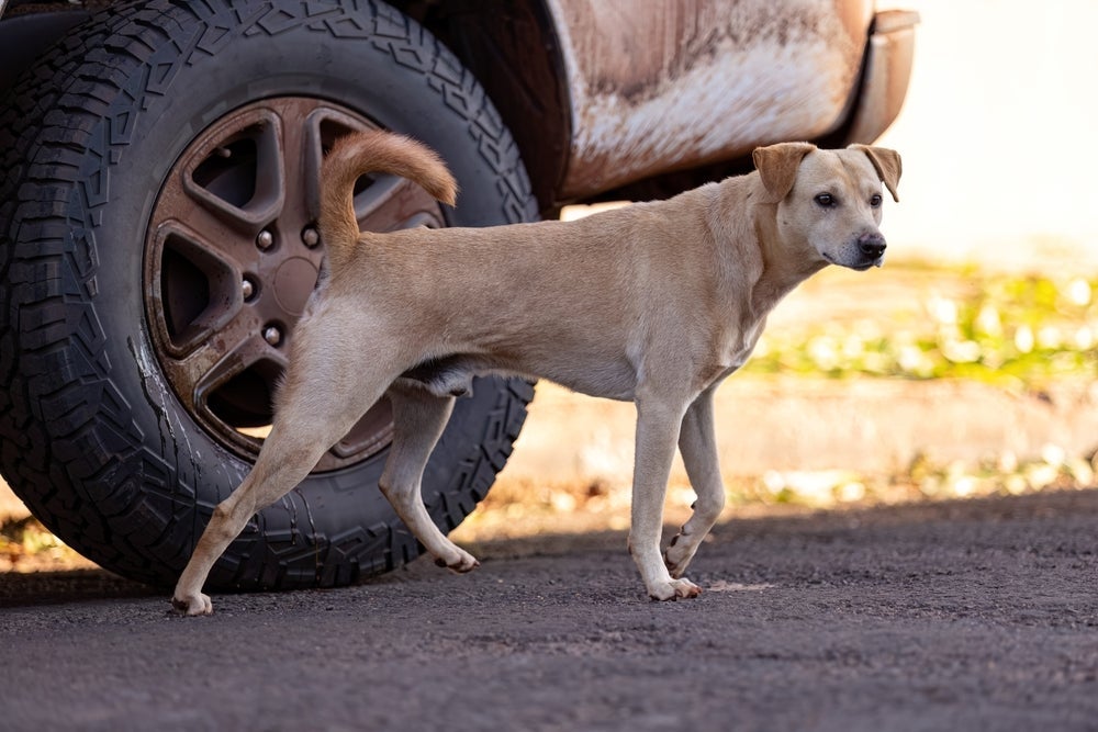 Fazer uma casinha para cachorro de rua e oferecer água potável e comida são boas iniciativas