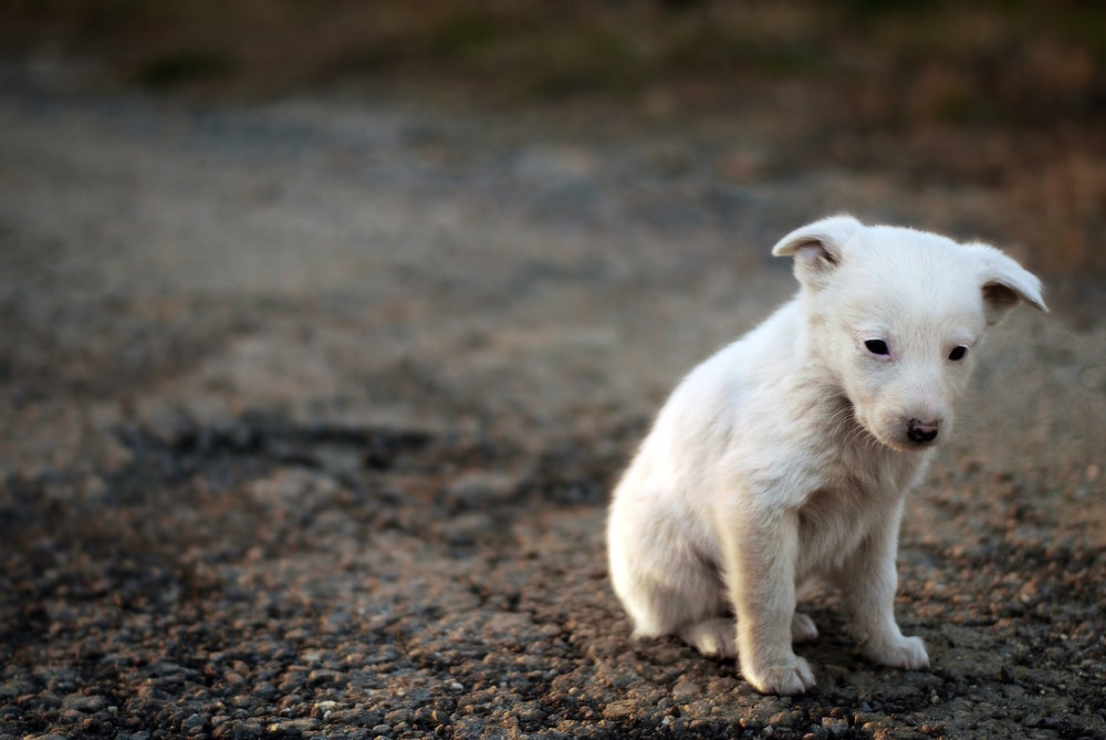 O cachorro resgatado deve estar completamente sozinho por algumas horas