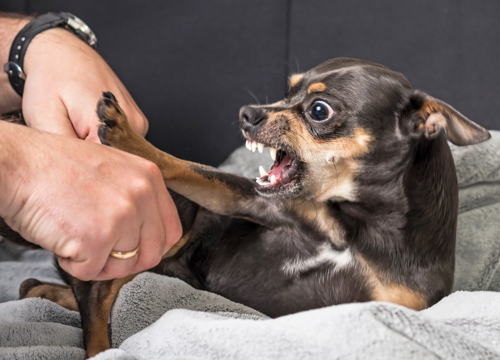 Cachorro ansioso ou agressivo precisam entender que o provedor da comida é o humano