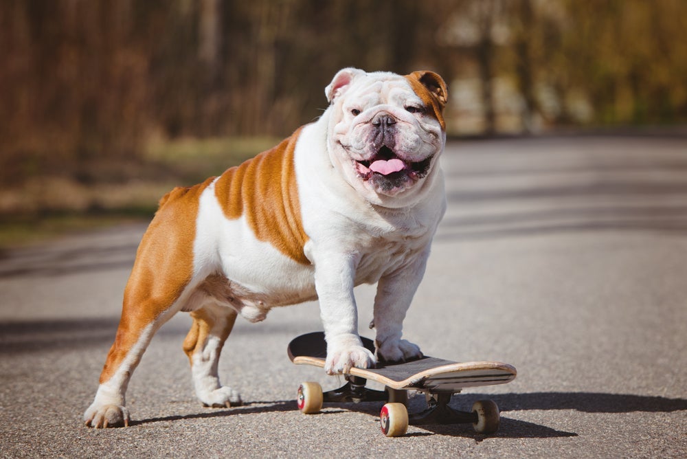 O skate para cachorro é uma atividade divertida e que muitos cães adoram