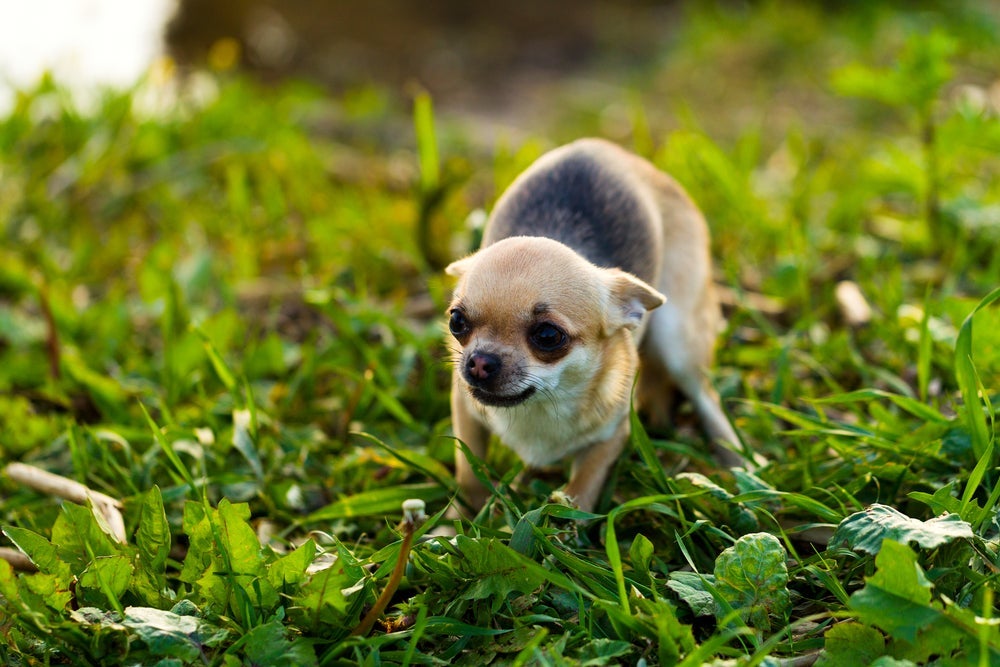 Ver um cachorro com medo de tudo pode ser sinal de ansiedade