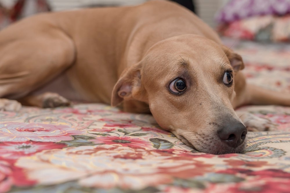 O cachorro ansioso pode ficar com um olhar alerta e medroso