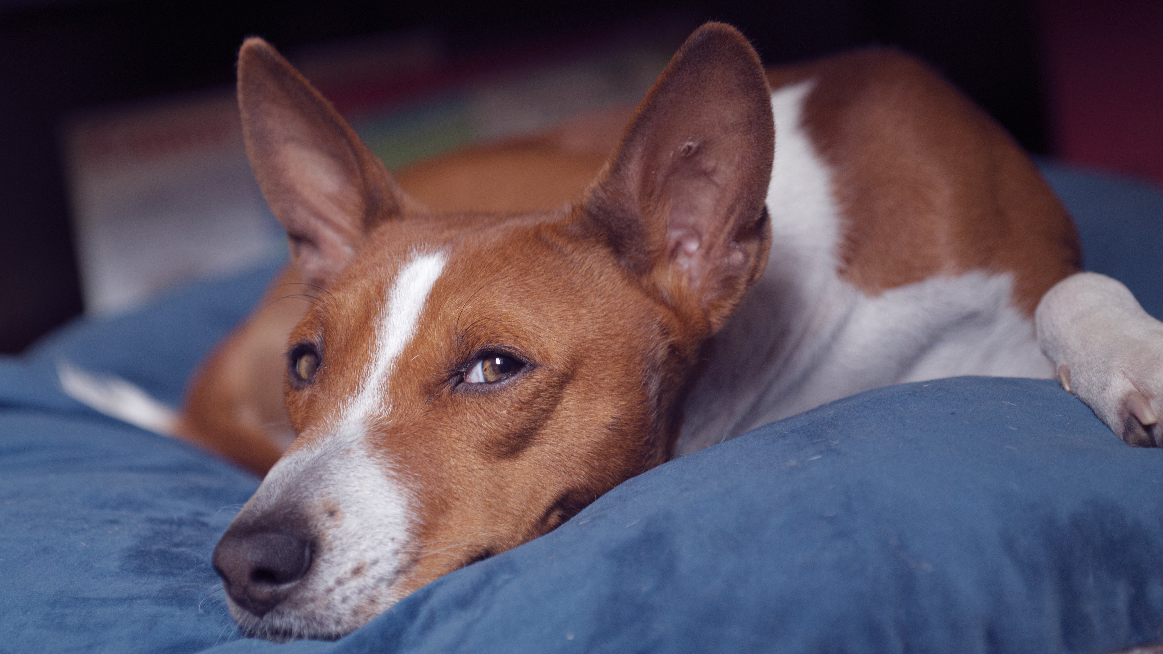 Além de ser um bom cachorro para apartamento, o Basenji não late