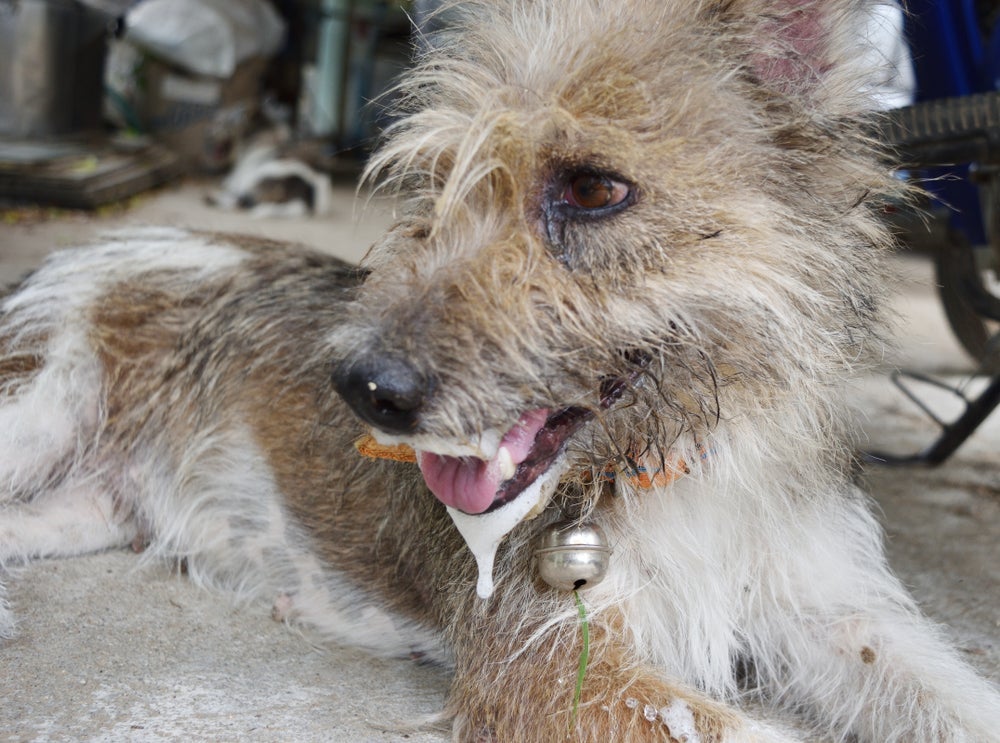 Cachorro babando espuma pode acontecer em decorrência do envenenamento