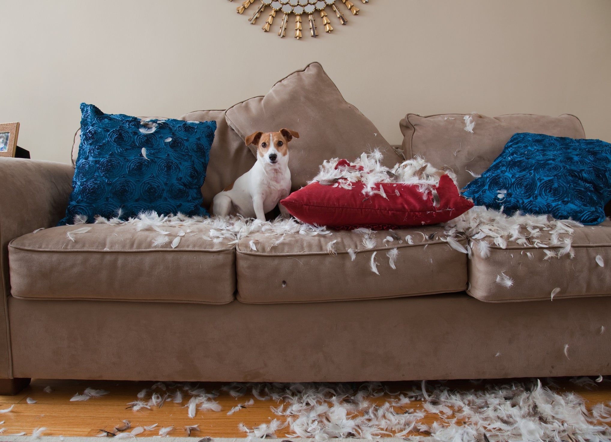 O Jack Russel Terrier possui uma energia inesgotável 