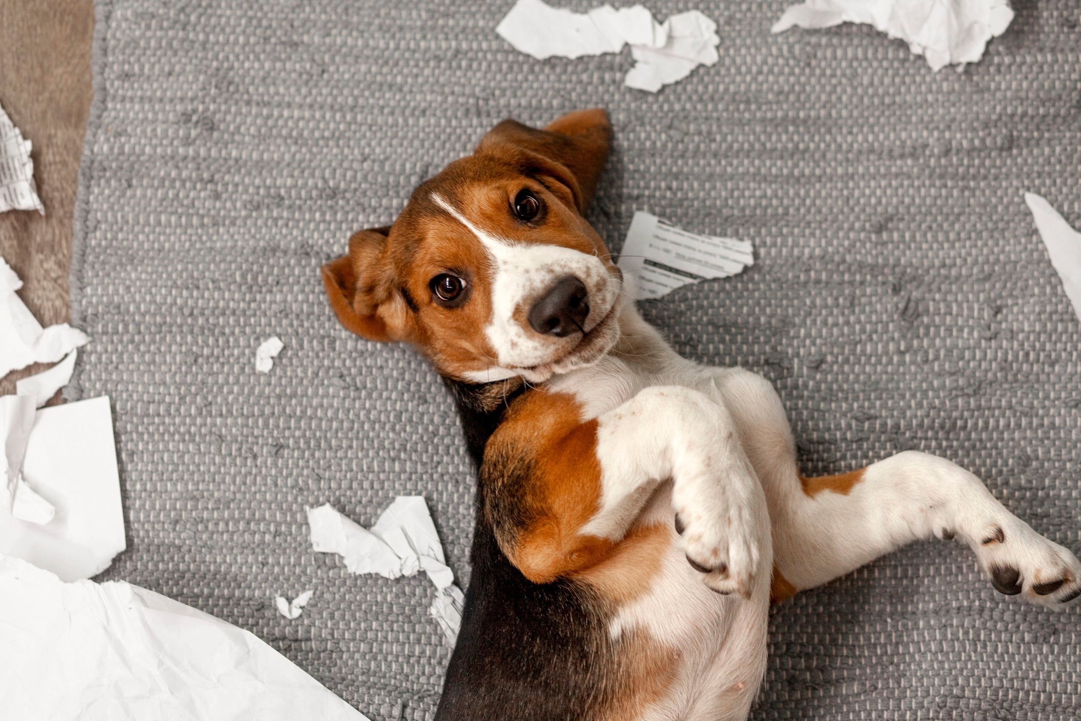 O Beagle pode ser destruidor se não receber os estímulos corretos