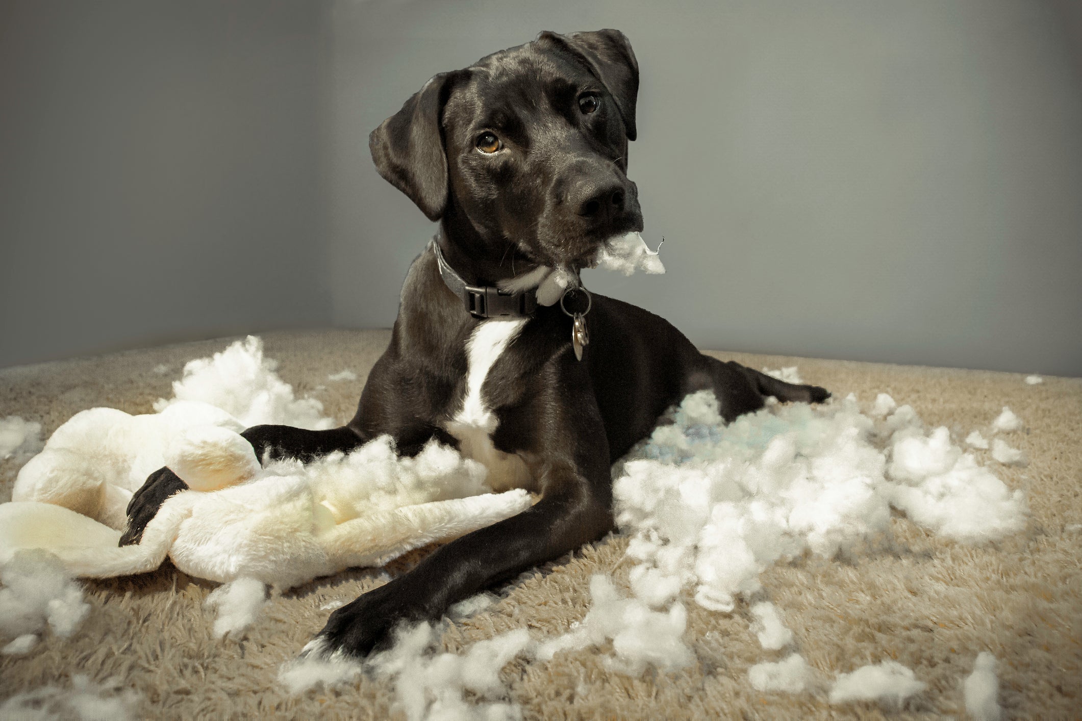 Os cachorros vira lata preto podem ser destrutivos
