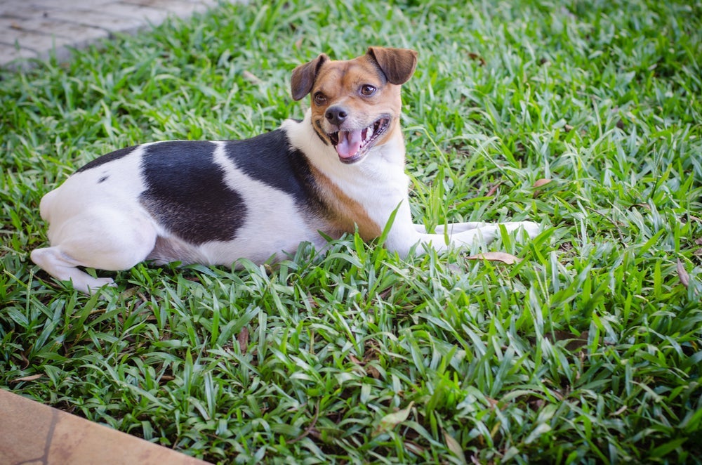 Os cachorros da raça Fox Paulistinha adoram brincar de correr e buscar objetos
