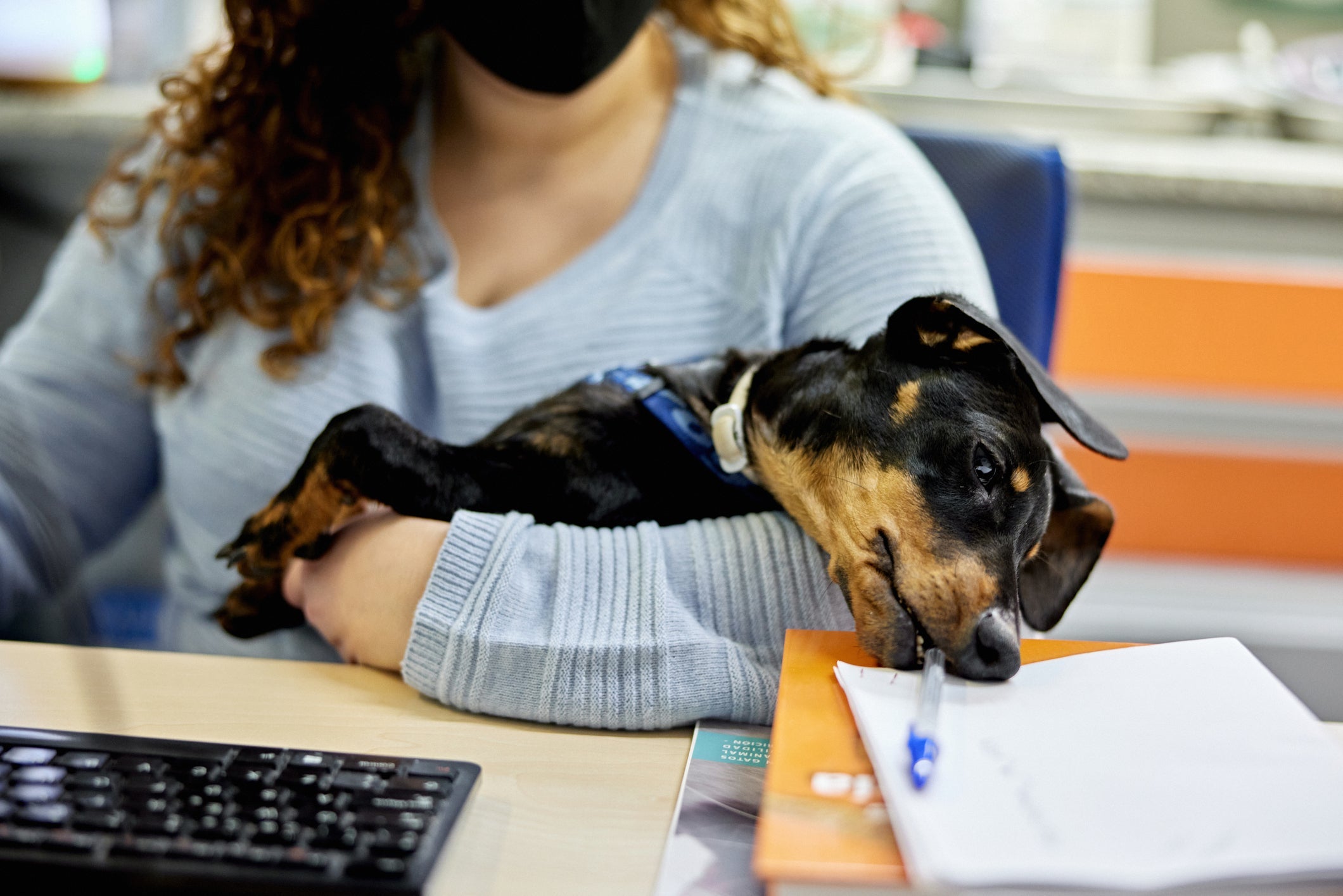 O Dachshund é um cãozinho temperamental e agitado