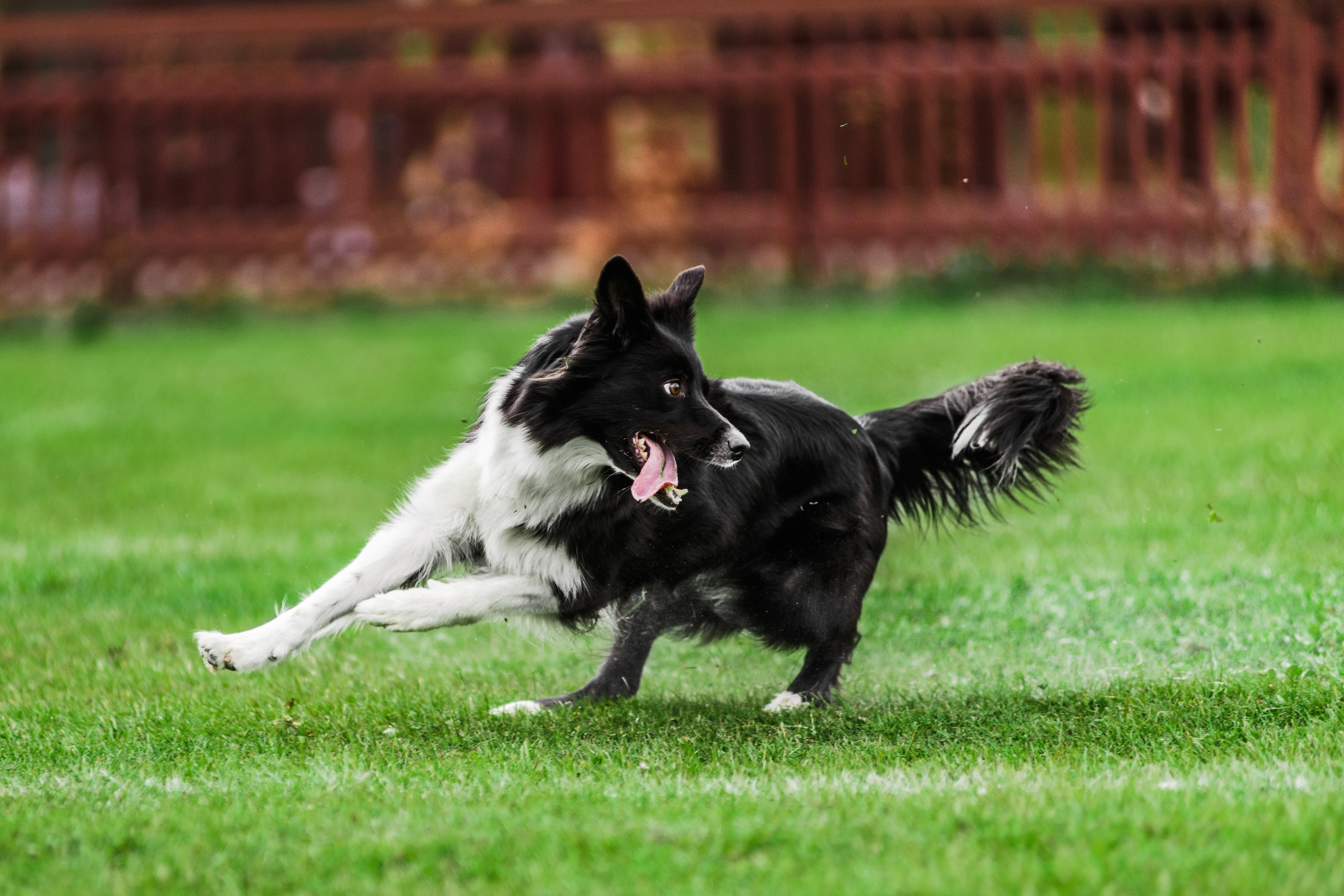 A inteligência do Border Collie precisa ser estimulada corretamente