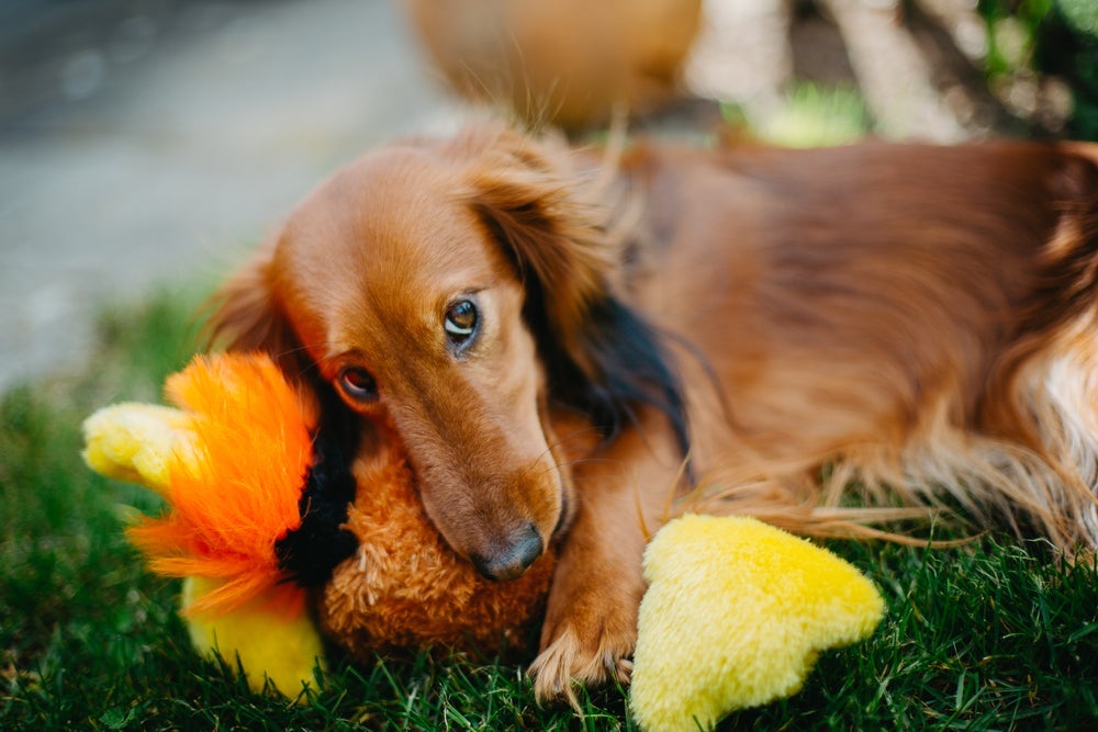 Não se engane com essa carinha: O Dachshund é um cachorro bagunceiro! 