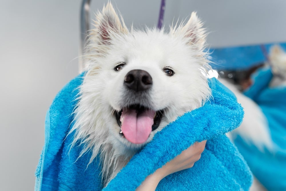 Cachorro: banho deve ser finalizado com uma secagem bem feita