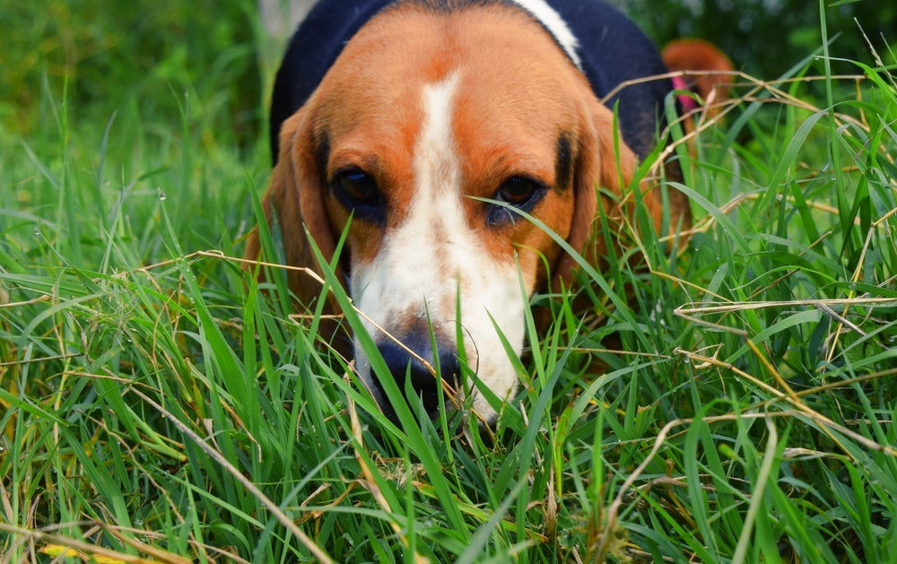 Curioso, o Beagle ama conhecer coisas novas