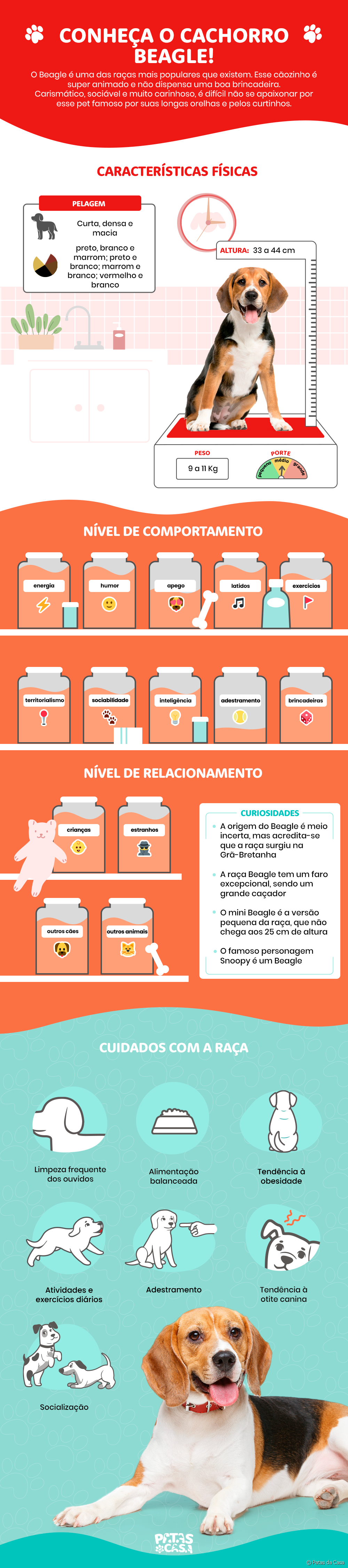 Bloco informativo mostrando todas as características do cachorro Beagle