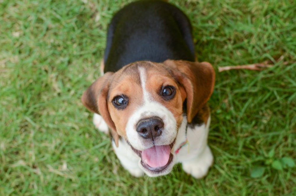 O Beagle é um cãozinho muito energético e amigo de todos