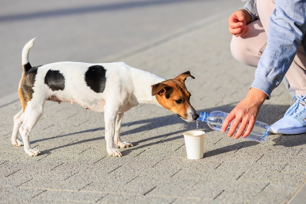 Para não ter um cachorro com sede, ande sempre com uma garrafinha