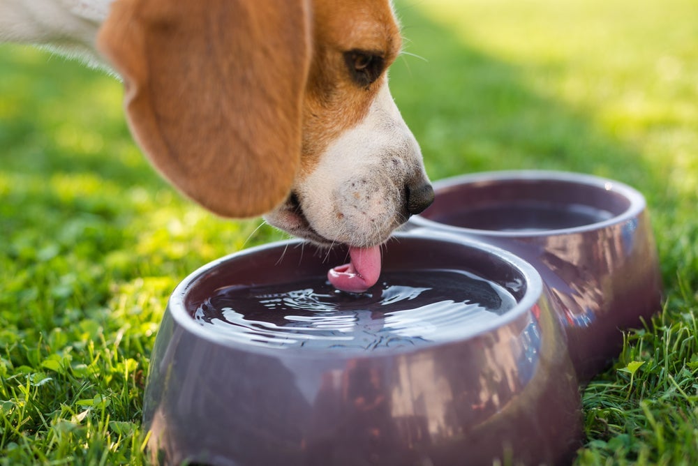 O que fazer quando o cachorro não quer beber água: veja dicas simples para hidratar o dog
