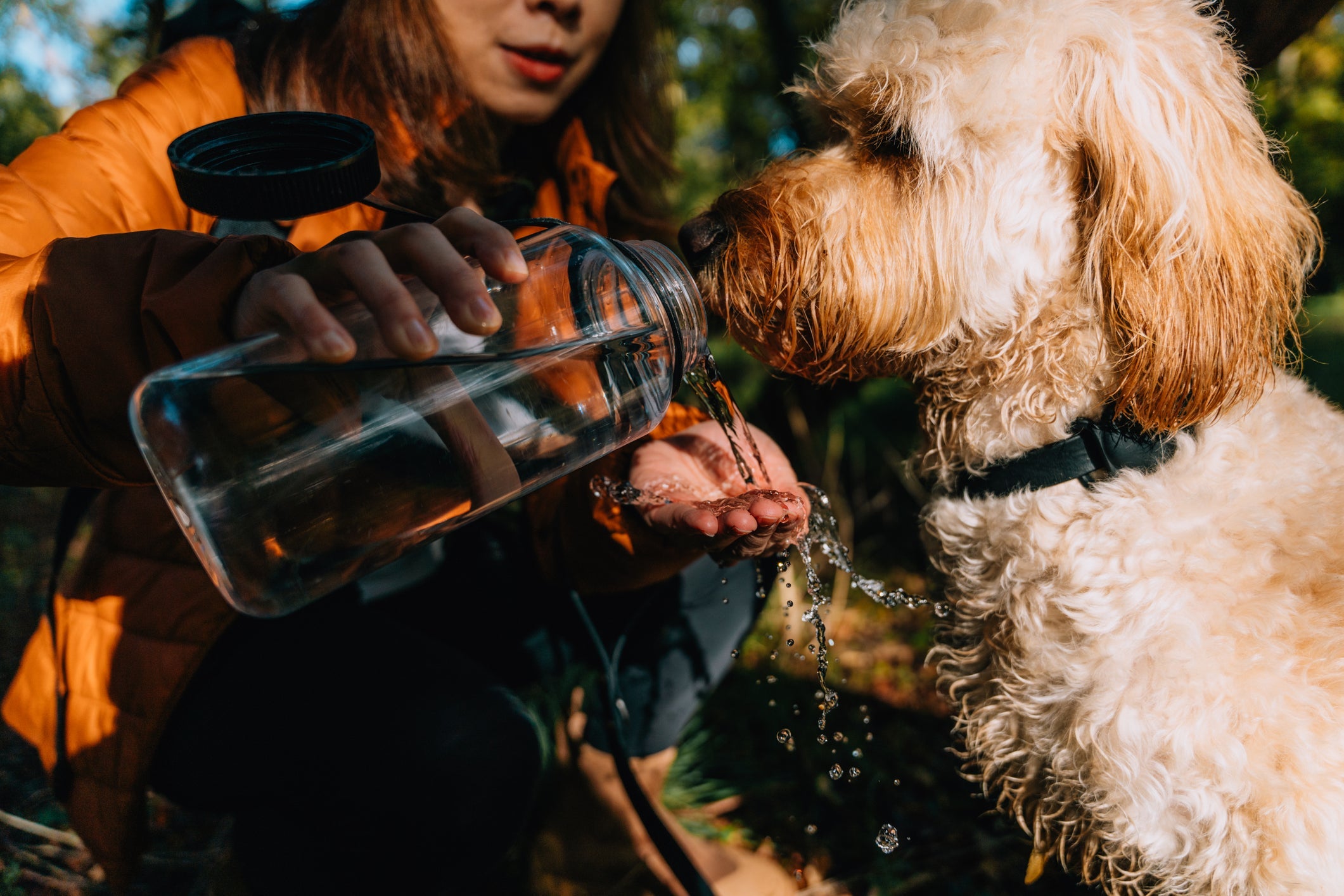 Para evitar problemas na bexiga de cachorro, é importante incentivar a ingestão de água