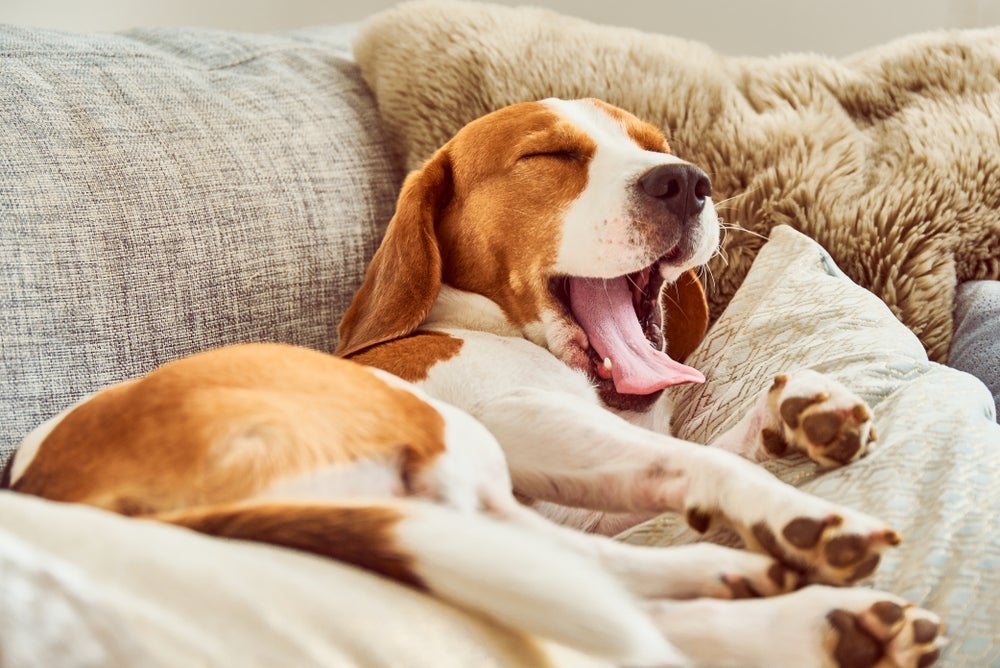 O estresse em cachorro também pode se manifestar por meio de bocejos frequentes