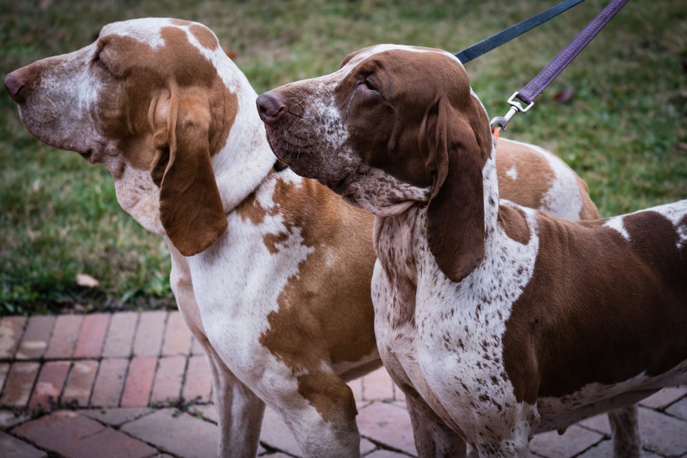 O Braco-Italiano é um cachorro alegre, que gosta e precisa de exercícios para viver saudável e feliz.